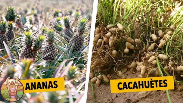 10 FRUITS DONT VOUS NE SAVIEZ PAS COMMENT ILS POUSSAIENT