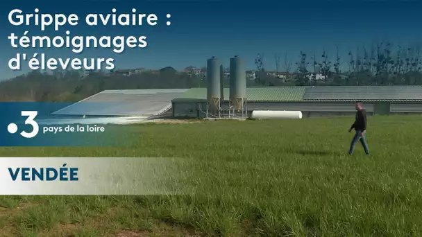 Grippe aviaire : témoignages d'éleveurs