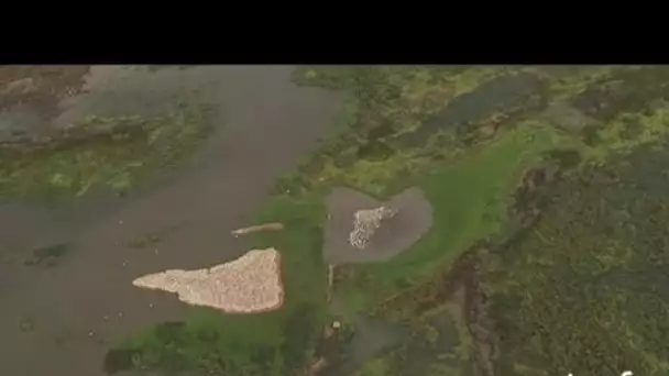 Sénégal : flamants roses et pélicans du parc naturel de Djoudi