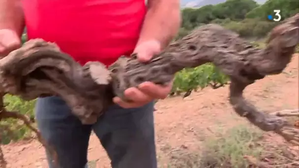 Dans les Pyrénées-Orientales, le banyuls, vin menacé par la sécheresse ?