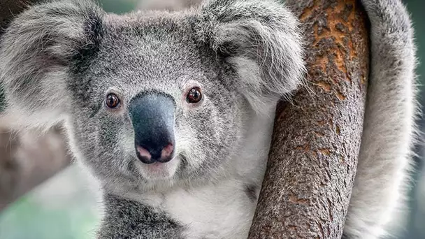 Le koala n&#039;est pas si mignon - ZAPPING SAUVAGE