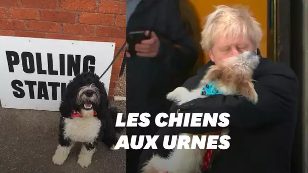 Boris Johnson et les Britanniques votent avec leurs chiens