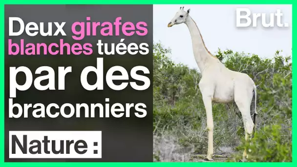 Deux girafes blanches extrêmement rares tuées par des braconniers