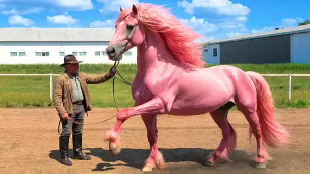 Races de Chevaux Les Plus Rares Au Monde!