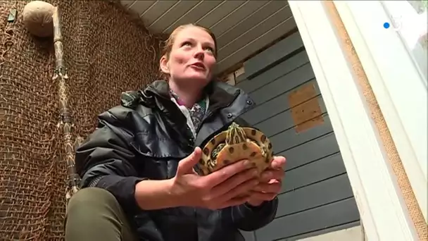 A Guines, dans le Pas-de-calais, le repaire des tortues abandonnées