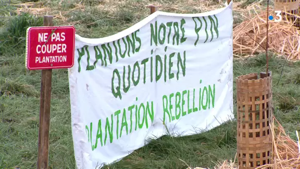 Dijon : 200 arbustes plantés par Plantation Rébellion