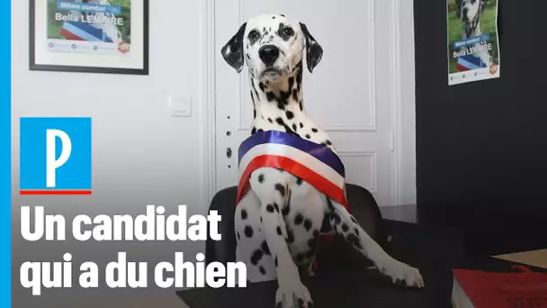 Municipales : la SPA présente Bella, une candidate qui a du chien