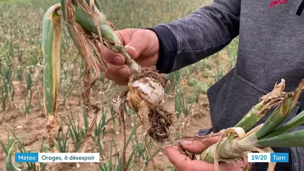 Des orages à répétition provoquent des dégâts chez les agriculteurs du Tarn