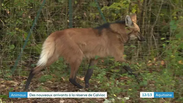 La réserve zoologique de Calviac-en-Dordogne, un refuge pour les animaux menacés