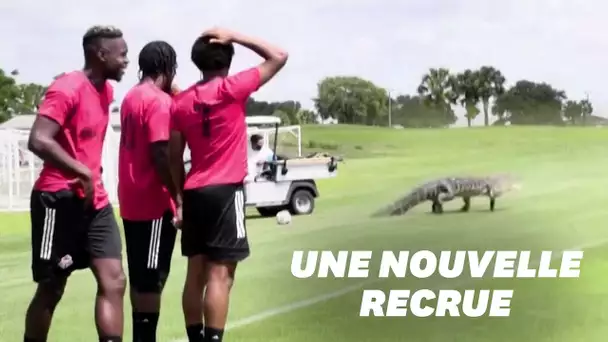 Un alligator s'incruste à l'entraînement du Toronto FC