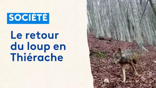 Le retour du loup en Thiérache