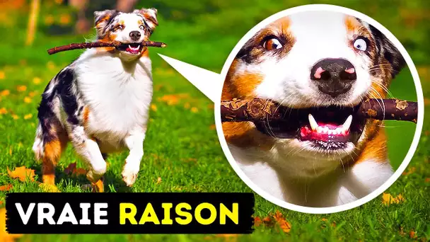 21 Comportements canins dont nous pouvons maintenant comprendre le sens