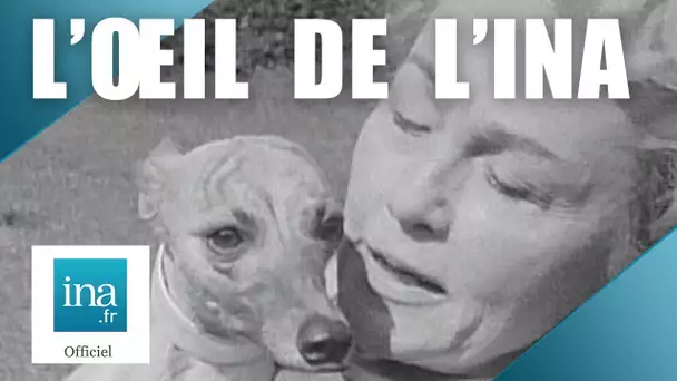 1970 : Les français accros à leur chien | Archive INA