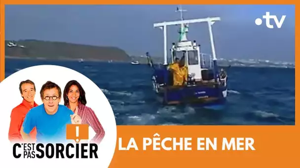 LA PÊCHE EN MER : Du filet à la criée - C'est pas sorcier [Intégrale]