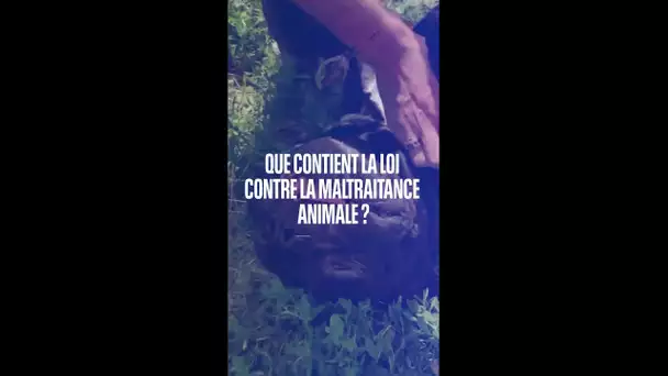 Que contient la loi pour lutter contre la maltraitance animale ?