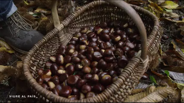 Biais : La confitura de castanhas (une production Piget Films et France Télévisions)