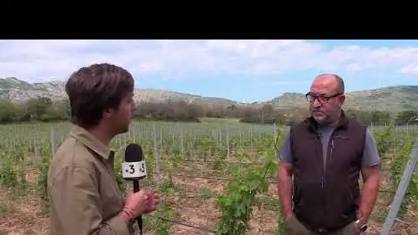 Per Sti Lochi in Reginu (4/5) : Le domaine Renucci