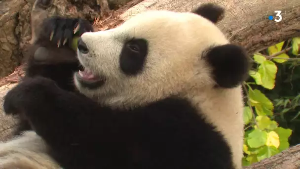 Pairi Daiza pendant le confinement