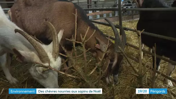 À Bergerac, les sapins de noël sont mangés par les chèvres
