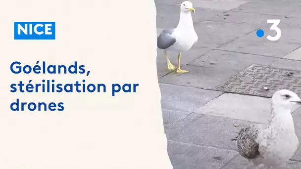 Nice : des drones pour réguler la présence des goélands