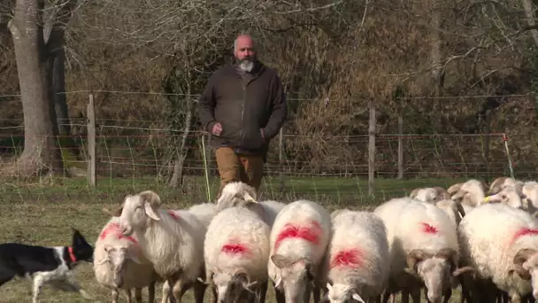 Béarn : de nouvelles attaques du loup à Arros de Nay