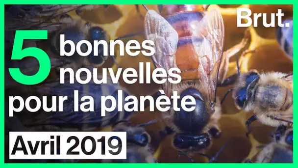 5 bonnes nouvelles pour la planète