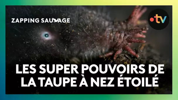L'incroyable museau étoilé de cette taupe lui permet de chasser sous l'eau !