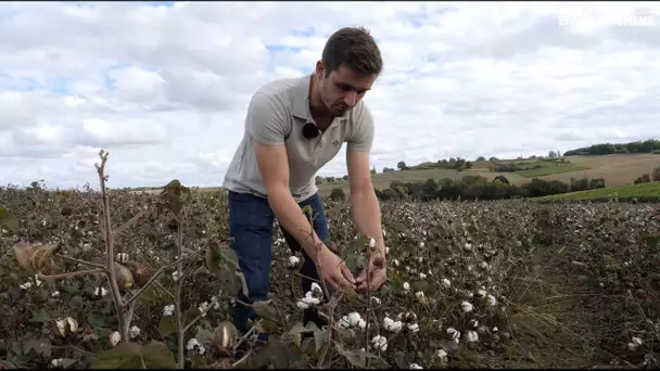 Du coton produit en France, un pari devenu réalité dans le Gers