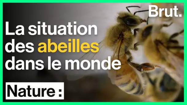 La situation des abeilles dans le monde