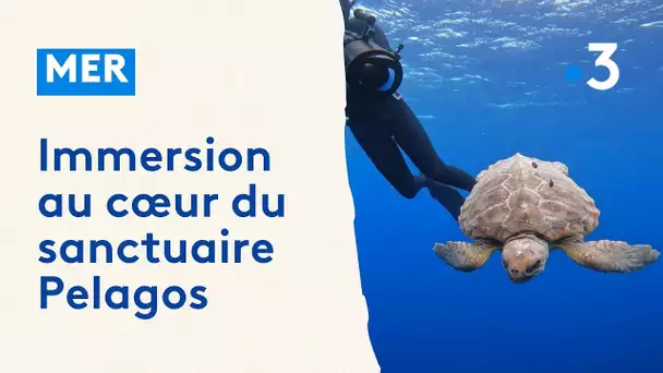 Immersion au cœur du sanctuaire Pelagos avec une équipe de scientifiques