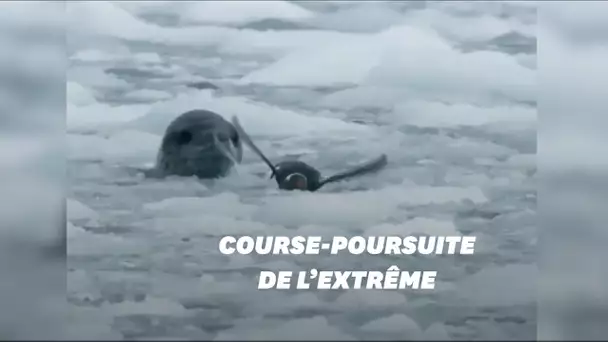 Ce pingouin survivra-t-il à sa course-poursuite avec un phoque?