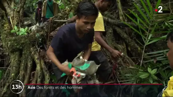 Asie : Des forêts et des hommes