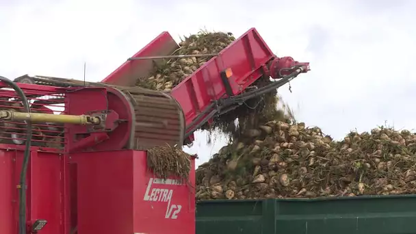 Agriculture : la crise de la betterave et l'utilisation des néonicotinoïdes