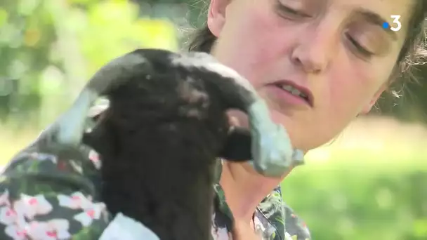 Des moutons à la maison ! À Cannessières dans la Somme