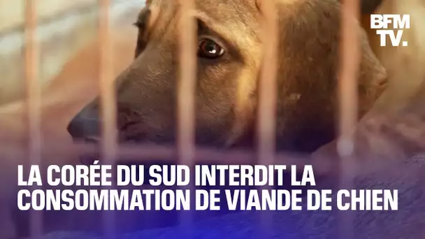 La Corée du Sud interdit la consommation de viande de chien