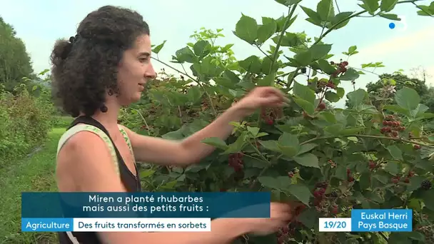 Pays basque : Miren Harignordoquy transforme ses fruits en sorbets