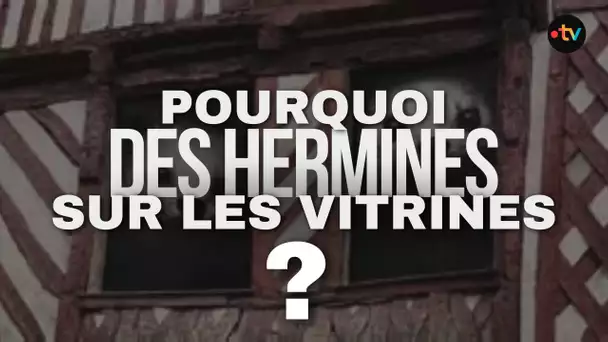 REPORTAGE. Pourquoi des hermines sur les vitrines de Rennes