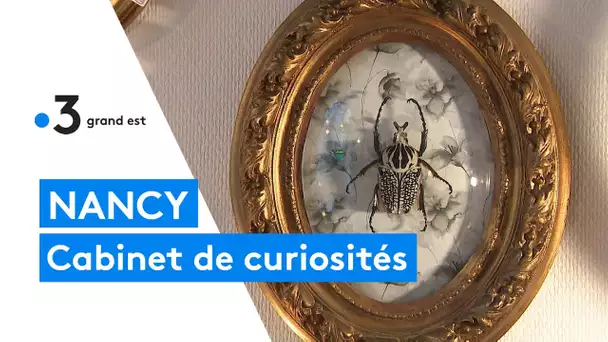 Insolite : le cabinet de curiosités de Christelle Lainet à Nancy