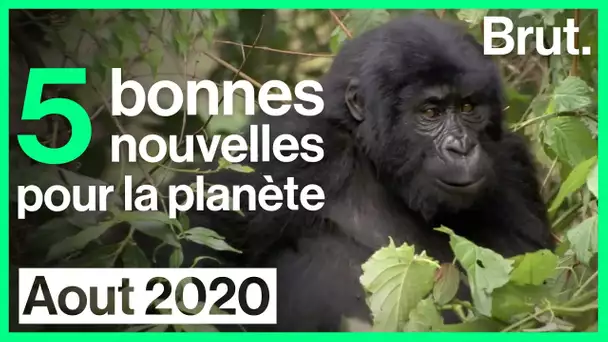 5 bonnes nouvelles pour la planète en août 2020