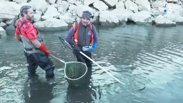 Sécheresse : le sauvetage périlleux de deux tonnes de poissons pris au piège dans l'Agly à sec