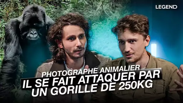 Il se fait attaquer par un gorille de 250kg