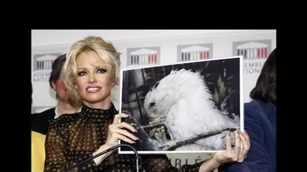 Pamela Anderson récompensée pour son combat pour la cause animale