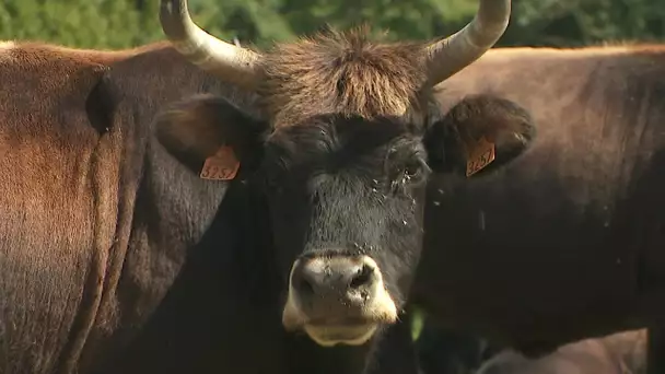 Le retour de la vache Auroch