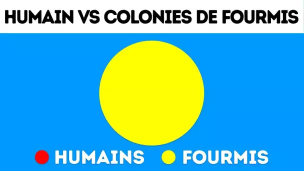 Et si nous vivions comme des colonies de fourmis