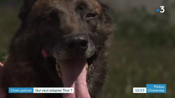 Thor, chien policier à La Rochelle cherche un nouveau maître