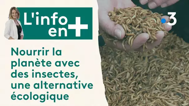 Nourrir la planète avec des insectes, une alternative écologique