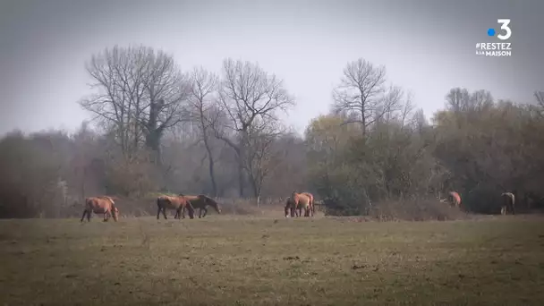 Chevaux Henson à Rue dans la Somme