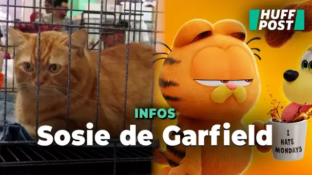 Le chat sosie de Garfield retrouvé en Malaisie grâce à une compétition de félins