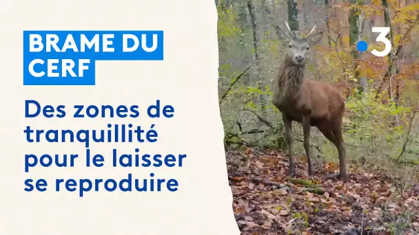 Brame du cerf : des zones de tranquillité pour la reproduction