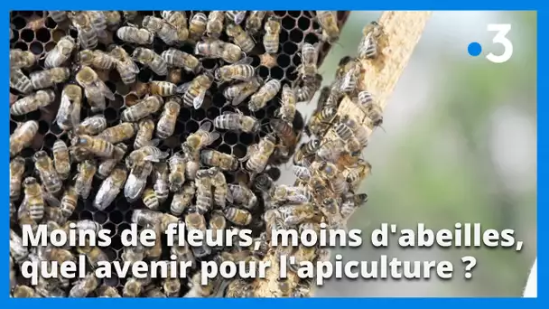 Réchauffement climatique : moins de fleurs, moins d'abeilles, quel avenir pour l'apiculture